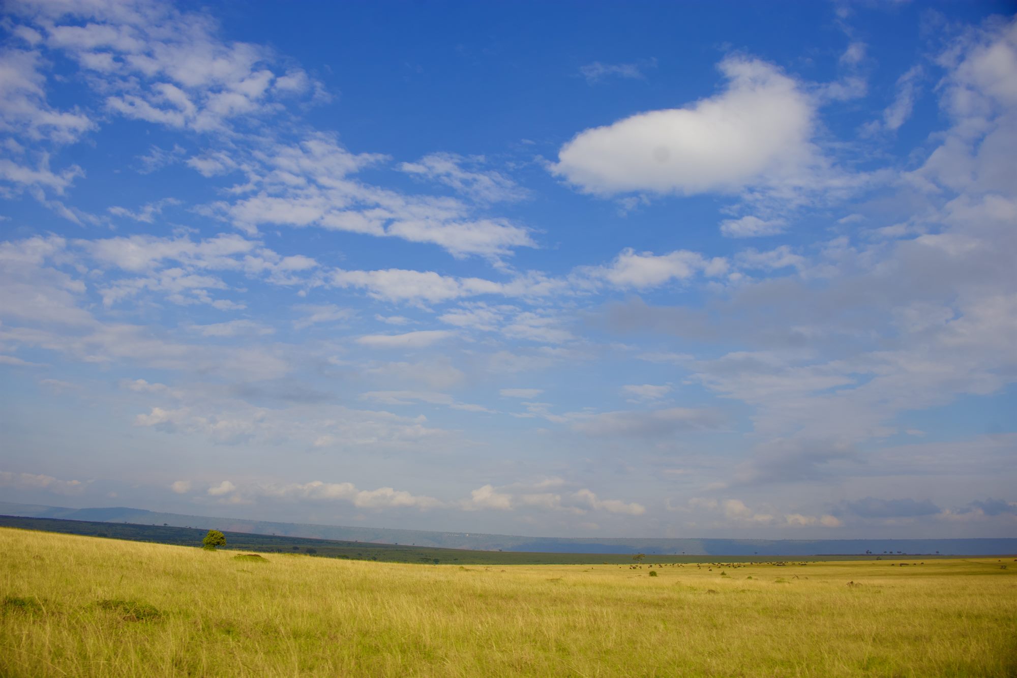 Wide open grassland under a big sky