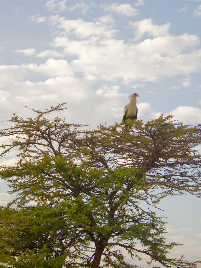 A secretary bird perched at the top of an acacia tree against an open sky